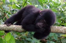 9 days Uganda safari