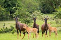 9 days Uganda safari