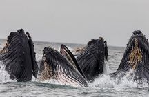 Wildlife Viewing and Whale Watching Quest