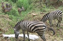 Cebu Safari Day Tour
