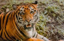 Cebu Safari Day Tour