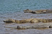 Chambal River Safari