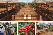 Coffee and Culture in Santa Rosa de Cabal