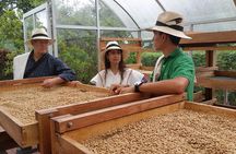Coffee and Culture in Santa Rosa de Cabal