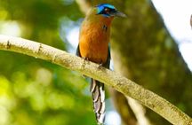 Half Day Rainforest Tour in Tobago