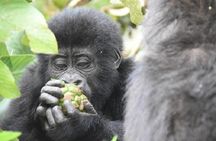 Amazing Gorillas in the mist