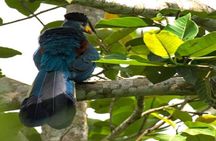 4 Days Gorilla experience Uganda