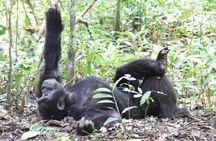 Amazing Gorillas in the mist