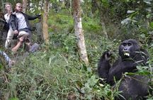 4 Days Gorilla experience Uganda