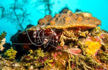Cruise Excursion – 2 Scuba Dives with transport (for certified divers)