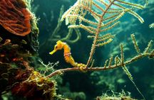Cruise Excursion – 2 Scuba Dives with transport (for certified divers)
