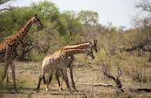 3 Day Lodge/Masango Kruger National Park Safari