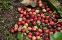 Coffee Paradise at El Paraiso - Experience from Bogota