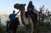 Camel Ride Tour In Luxor