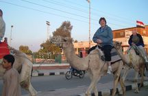 Camel Ride Tour In Luxor