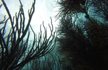 Buccoo Reef and Nylon Pool Adventure