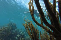 Snorkeling Tour (with Light Refreshments)