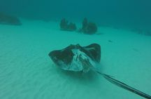Buccoo Reef and Nylon Pool Adventure