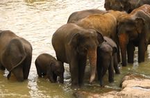 All inclusive Private safari at Wilpattu National park from Negombo
