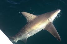Fort Lauderdale Inshore Fishing Charters
