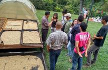 Serranía del Nudo, Nature and Coffee Tour