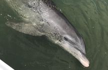 Dolphin tour Hilton Head Island SC