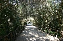 Ancient Syracuse: private guided tour of the Neapolis archaeological park