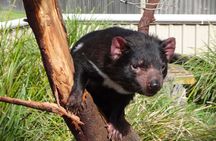 Tasmania 8 Day - Tour in Circle