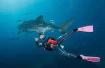 Fun Diving Packages (Certified Divers)