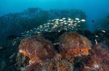 Fun Diving Packages (Certified Divers)