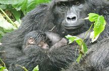 4 Days Gorilla experience Uganda