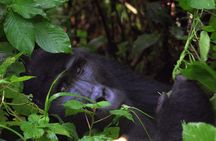 Luxury Gorilla Tracking Safari by Road - 4 Days