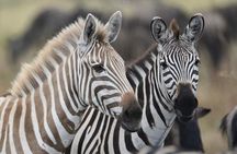 2 Days Camping Safari, Lake Manyara & Ngorongoro Crater