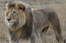 2 Days Camping Safari, Lake Manyara & Ngorongoro Crater