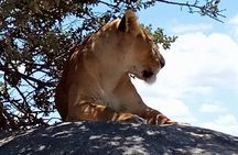 Tarangire and Ngorongoro 2 days Budget camping Safari