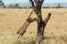 Tarangire and Ngorongoro 2 days Budget camping Safari