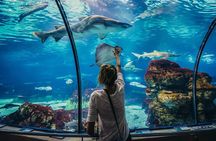 Grand Aquarium Museum Hurghada With Transfer in Hughada