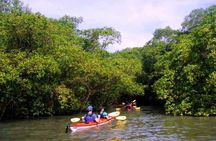 Mangrove and Beach Kayak Tour BY PARATY TOURS