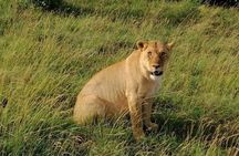 3 Days Masai Mara Safari Group Joining (Daily Departures)