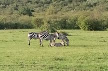 3 Days Masai Mara Safari Group Joining (Daily Departures)