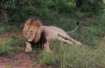 3 Days Masai Mara Safari Group Joining (Daily Departures)