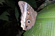 Nocturnal deep jungle hike