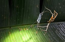 Nocturnal deep jungle hike
