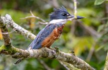 Costa Rican Wildlife: Palo Verde National Park Private Tour