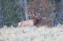 Yellowstone National Park - PRIVATE Full-Day Lower Loop Tour from Jackson Hole