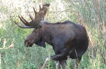 Yellowstone National Park - PRIVATE Full-Day Lower Loop Tour from Jackson Hole