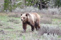 Yellowstone National Park - PRIVATE Full-Day Lower Loop Tour from Jackson Hole