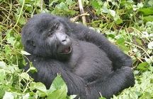 3 days Gorilla tracking Bwindi and Lake Bunyonyi Relaxation