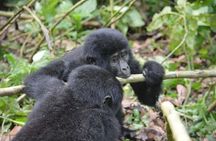 3 days Gorilla tracking Bwindi and Lake Bunyonyi Relaxation
