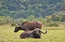 4 days Safari Lake Manyara, Ngorongoro crater and Serengeti